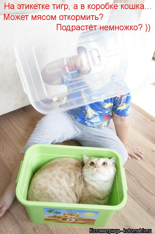 Котоматрица: На этикетке тигр, а в коробке кошка...  Может мясом откормить?  Подрастёт немножко? ))