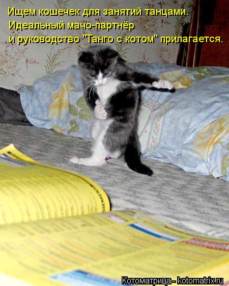 Идеальный мачо-партнёр и руководство "Танго с котом" прилагается. Ищем кошечек для занятий танцами.... Котоматрица: Идеальный мачо-партнёр и руководство "Танго с котом" прилагается. Ищем кошечек для занятий танцами.