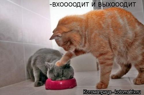 Котоматрица: -вхоооодит и выхооодит