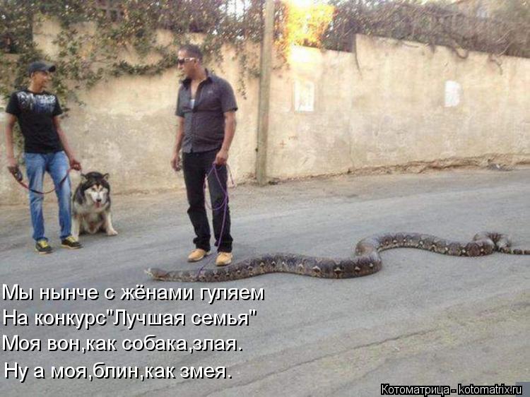 Котоматрица: Моя вон,как собака,злая. Ну а моя,блин,как змея. На конкурс"Лучшая семья" Мы нынче с жёнами гуляем