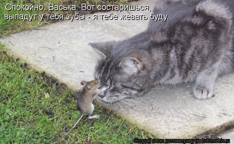 Котоматрица: Спокойно, Васька. Вот состаришься, выпадут у тебя зубы - я тебе жевать буду.
