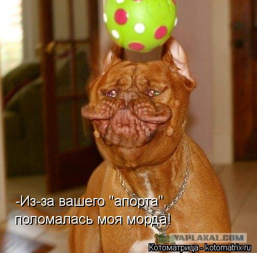 -Из-за вашего "апорта", поломалась моя морда!... Котоматрица: -Из-за вашего "апорта", поломалась моя морда!