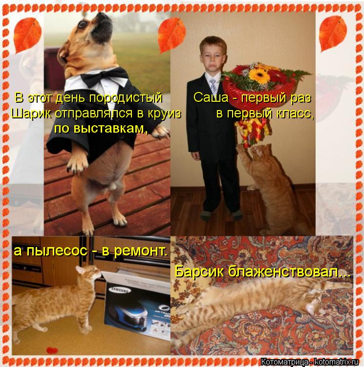 В этот день породистый Саша - первый раз Шарик отправлялся в круиз в первый класс, по ... Котоматрица: В этот день породистый Саша - первый раз Шарик отправлялся в круиз в первый класс, по выставкам, а пылесос - в ремонт. Барсик блаженст