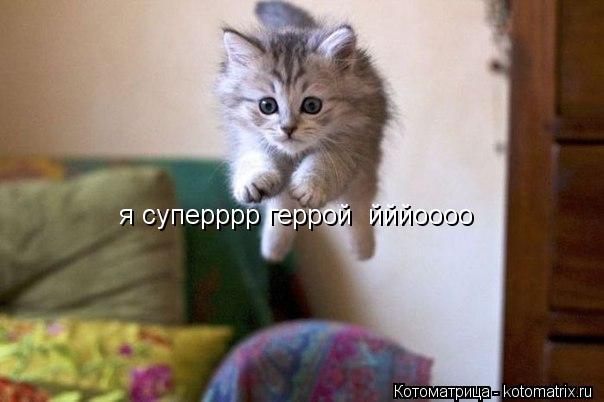 Котоматрица: я суперррр геррой  йййоооо