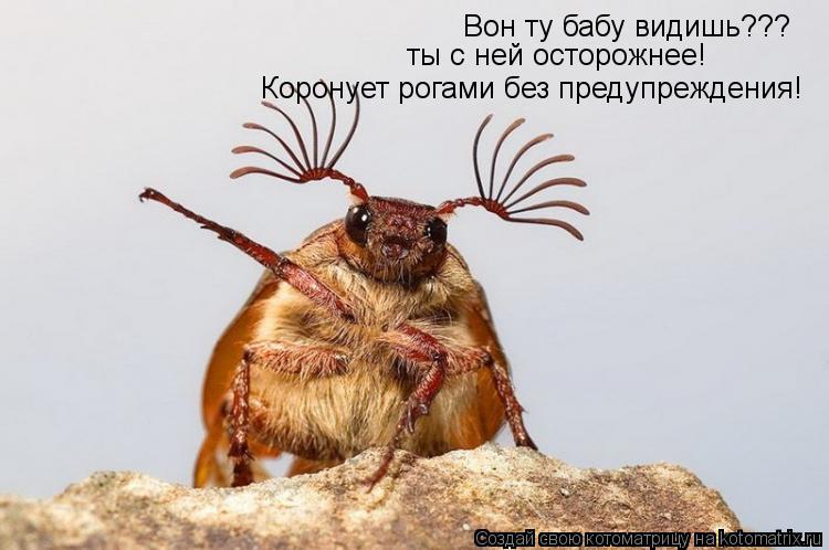 Котоматрица: Вон ту бабу видишь??? Коронует рогами без предупреждения! ты с ней осторожнее!