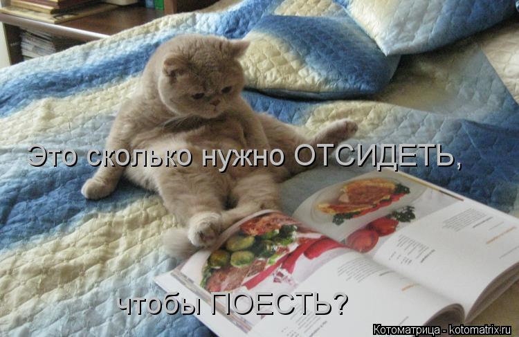 Котоматрица: Это сколько нужно ОТСИДЕТЬ, чтобы ПОЕСТЬ?
