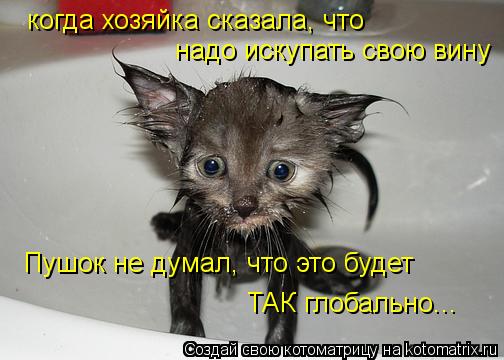 Котоматрица: когда хозяйка сказала, что надо искупать свою вину  Пушок не думал, что это будет  ТАК глобально...