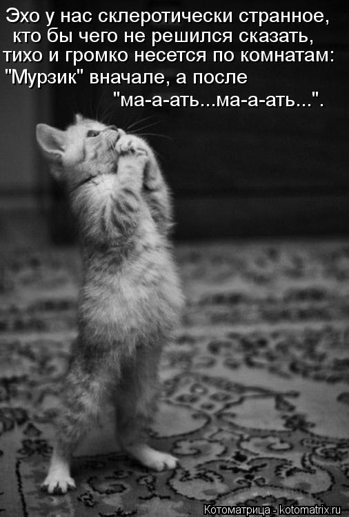 Котоматрица: Эхо у нас склеротически странное, кто бы чего не решился сказать, тихо и громко несется по комнатам: "ма-а-ать...ма-а-ать...". "Мурзик" вначале, а 