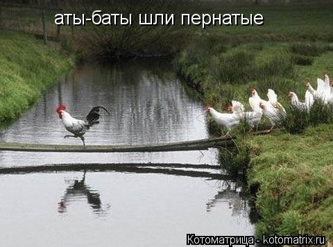 Котоматрица: аты-баты шли пернатые