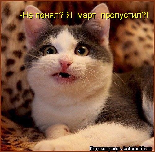 -Не понял? Я март пропустил?! -Не понял? Я март пропустил?!... Котоматрица: -Не понял? Я март пропустил?! -Не понял? Я март пропустил?!