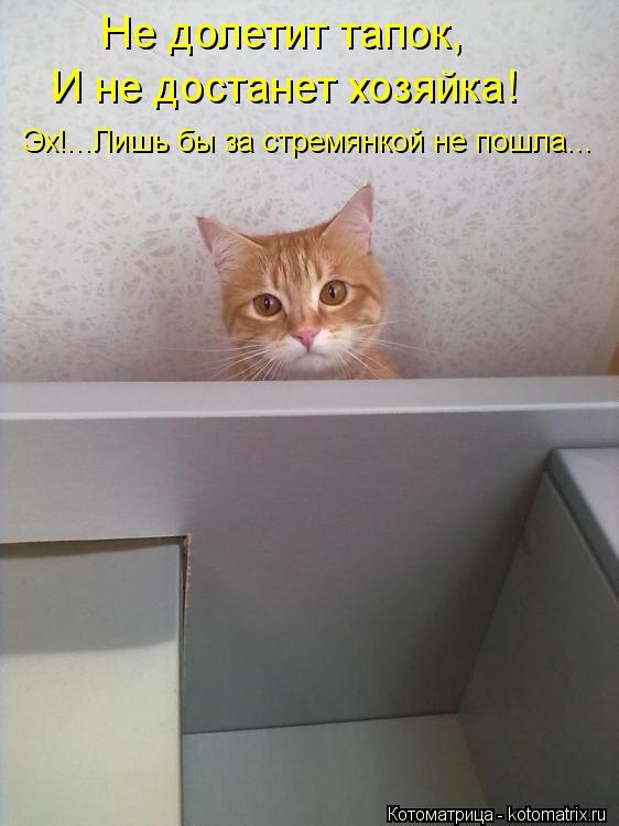 Котоматрица: Не долетит тапок, И не достанет хозяйка! Эх!...Лишь бы за стремянкой не пошла...