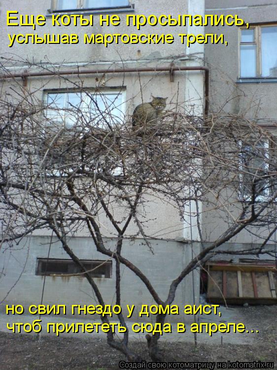 Котоматрица: Еще коты не просыпались,  услышав мартовские трели,  но свил гнездо у дома аист,  чтоб прилететь сюда в апреле...