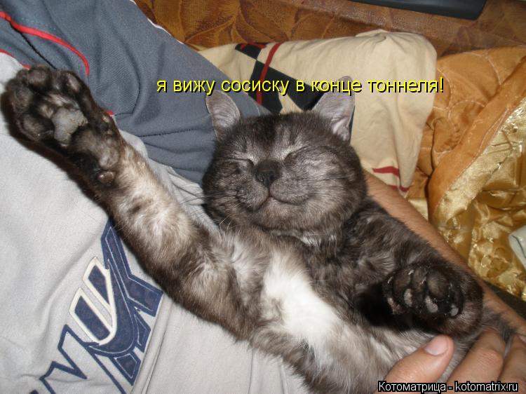 Котоматрица: я вижу сосиску в конце тоннеля!