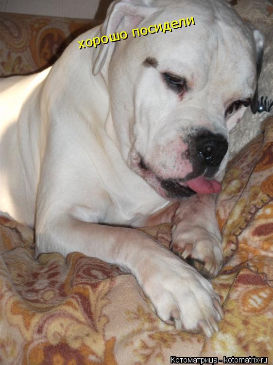 Котоматрица: хорошо посидели