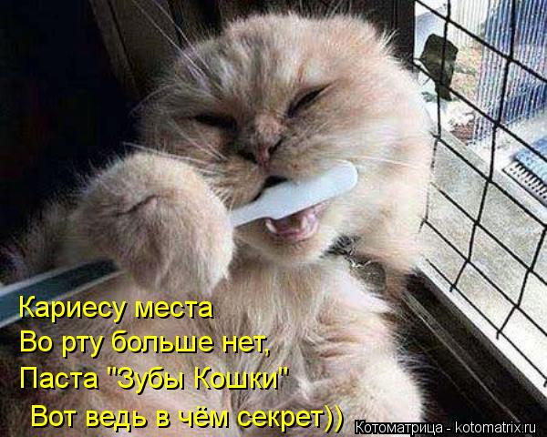 Котоматрица: Кариесу места  Во рту больше нет, Паста "Зубы Кошки"  Вот ведь в чём секрет))