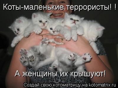 Питомника британских кошек. Фото котят на сайте. Сильвер Дрим