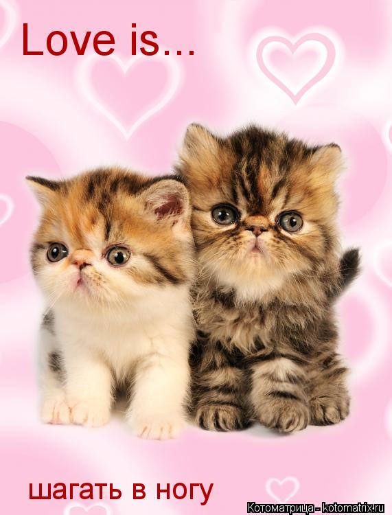 Love is... шагать в ногу... Котоматрица: Love is... шагать в ногу