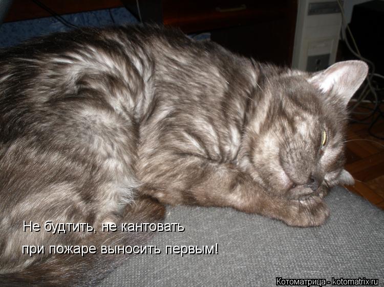 Котоматрица: Не будтить, не кантовать при пожаре выносить первым!