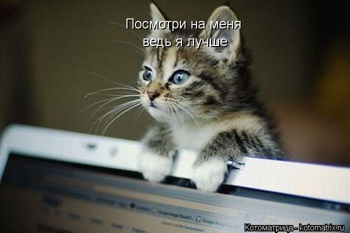 Котоматрица: Посмотри на меня  ведь я лучше ведь я лучше