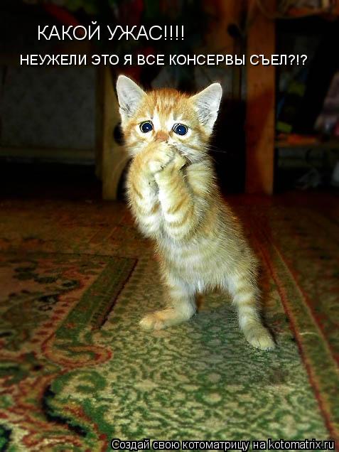 КАКОЙ УЖАС!!!! НЕУЖЕЛИ ЭТО Я ВСЕ КОНСЕРВЫ СЪЕЛ?!?... Котоматрица: КАКОЙ УЖАС!!!! НЕУЖЕЛИ ЭТО Я ВСЕ КОНСЕРВЫ СЪЕЛ?!?
