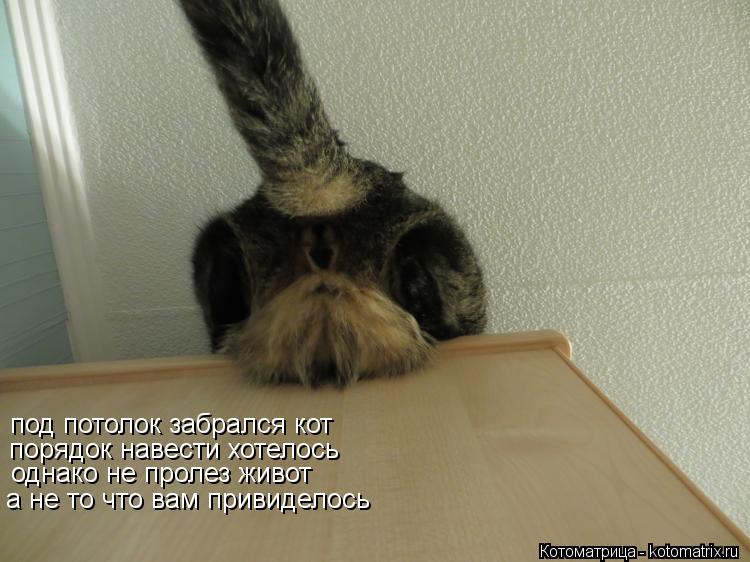Котоматрица: под потолок забрался кот порядок навести хотелось однако не пролез живот а не то что вам привиделось