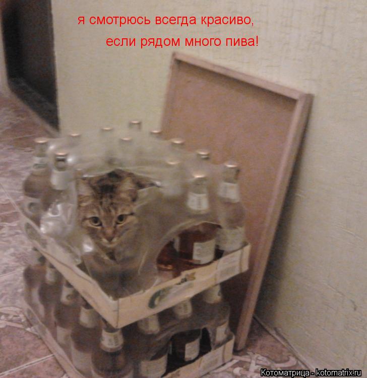 я смотрюсь всегда красиво, если рядом много пива!... Котоматрица: я смотрюсь всегда красиво, если рядом много пива!