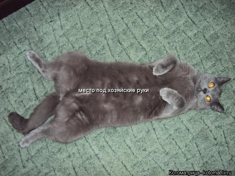 Котоматрица: место под хозяйские руки