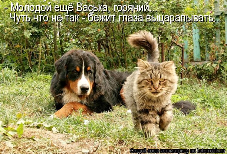 Котоматрица: Чуть что не так - бежит глаза выцарапывать... - Молодой ещё Васька, горячий...