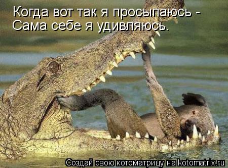 Котоматрица: Когда вот так я просыпаюсь -  Сама себе я удивляюсь.