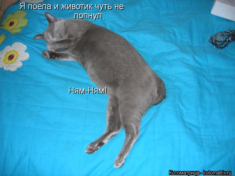 Котоматрица: Я поела и животик чуть не  Я поела и животик чуть не  лопнул . Ням-Ням!