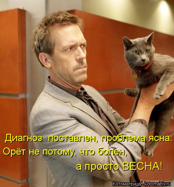 Диагноз поставлен, проблема ясна: Орёт не потому, что болен, а просто ВЕСНА!... Котоматрица: Диагноз поставлен, проблема ясна: Орёт не потому, что болен, а просто ВЕСНА!