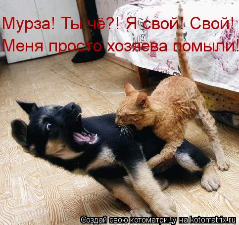 Мурза! Ты чё?! Я свой! Свой! Меня просто хозяева помыли!... Котоматрица: Мурза! Ты чё?! Я свой! Свой! Меня просто хозяева помыли!