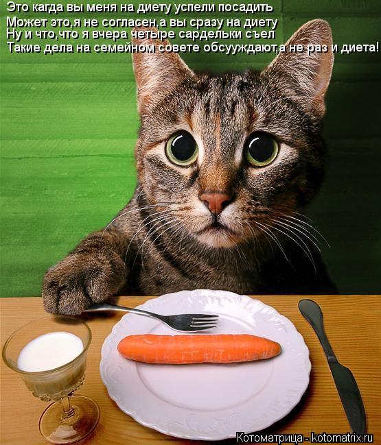 Котоматрица: Это кагда вы меня на диету успели посадить Может это,я не согласен,а вы сразу на диету Ну и что,что я вчера четыре сардельки съел Такие дела н