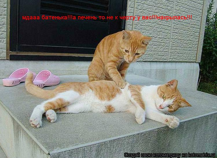 Котоматрица: мдааа батенька!!!а печень то не к черту у вас!!!накрылась!!!