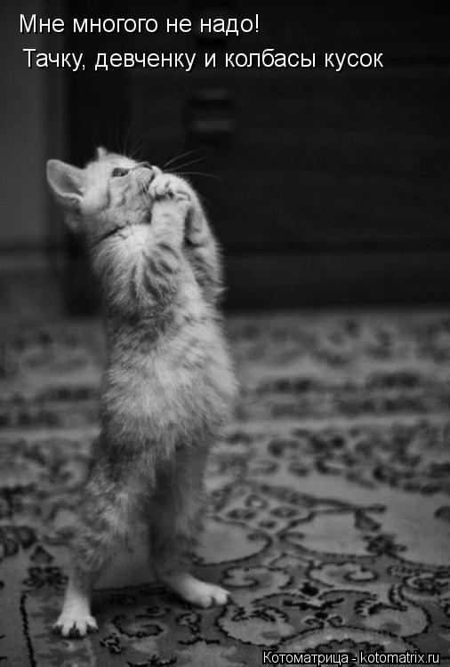 Котоматрица: Мне многого не надо! Тачку, девченку и колбасы кусок