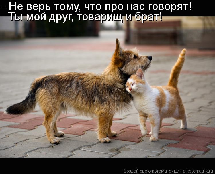 Ты мой друг, товарищ и брат! - Не верь тому, что про нас говорят!... Котоматрица: Ты мой друг, товарищ и брат! - Не верь тому, что про нас говорят!