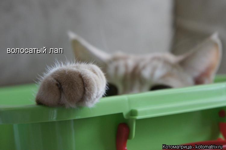 Котоматрица: волосатый лап