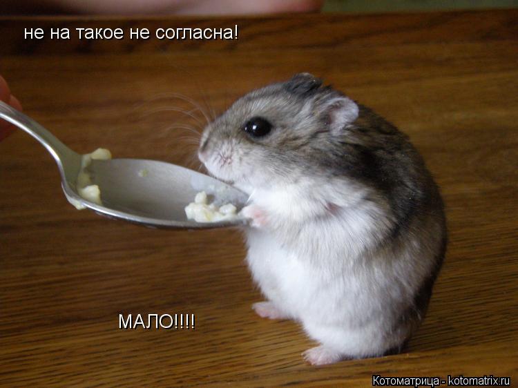 Котоматрица: не на такое не согласна! МАЛО!!!!