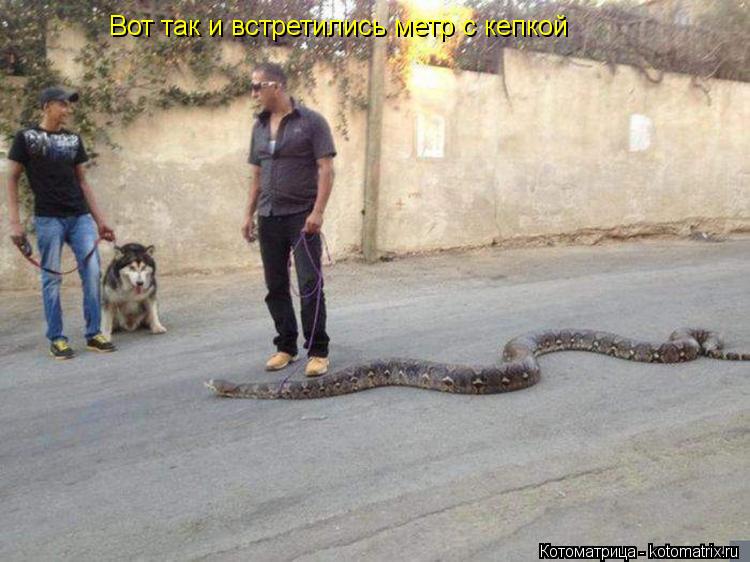 Вот так и встретились метр с кепкой... Котоматрица: Вот так и встретились метр с кепкой