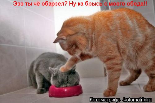 Котоматрица: Эээ ты чё обарзел? Ну-ка брысь с моего обеда!!