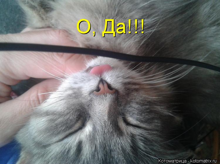 Котоматрица: О, Да!!!