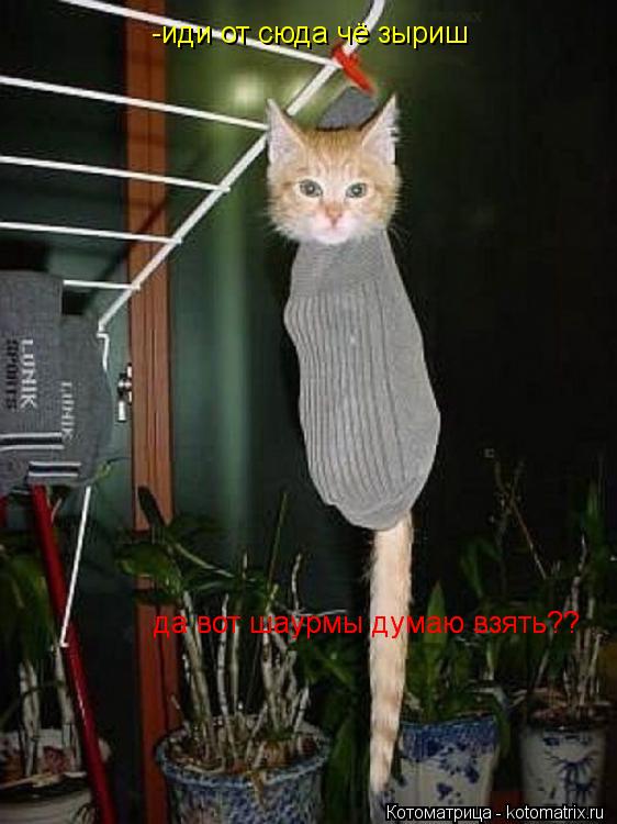 Котоматрица: -иди от сюда чё зыриш да вот шаурмы думаю взять?? да вот шаурмы думаю взять?? да вот шаурмы думаю взять??