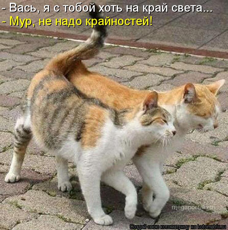 Котоматрица: - Вась, я с тобой хоть на край света... - Мур, не надо крайностей!