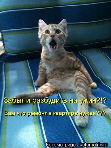 Котоматрица: Забыли разбудить на ужин?!? Вам что ремонт в квартире нужен???