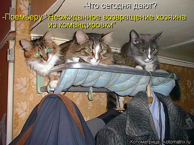 Котоматрица: -Что сегодня дают? -Премьеру "Неожиданное возвращение хозяина  из командировки"
