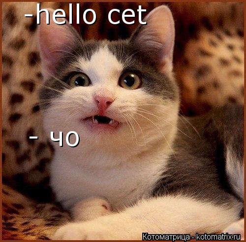 Котоматрица: -hello cet - чо