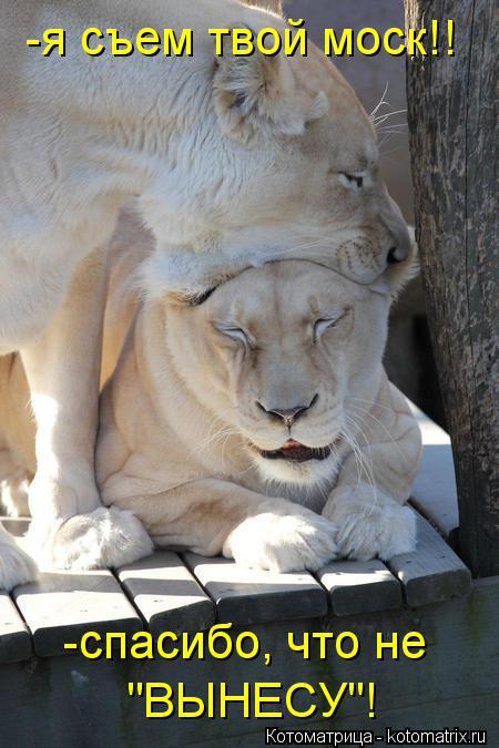 -я съем твой моск!! -спасибо, что не "ВЫНЕСУ"!... Котоматрица: -я съем твой моск!! -спасибо, что не "ВЫНЕСУ"!