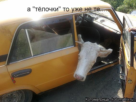 Котоматрица: а "тёлочки" то уже не те.....