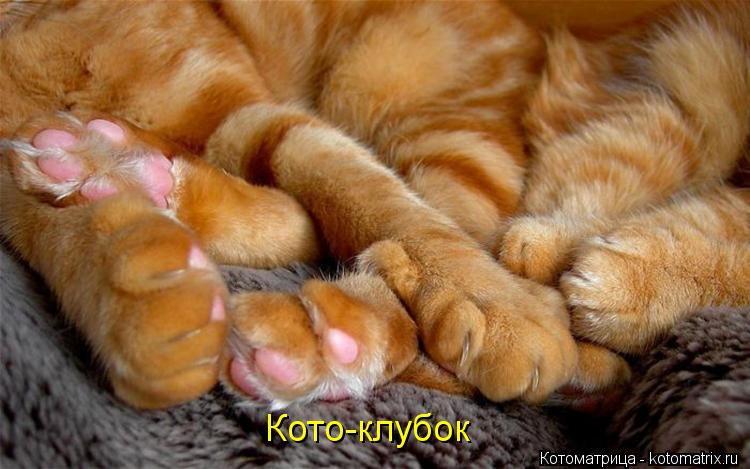 Кото-клубок... Котоматрица: Кото-клубок