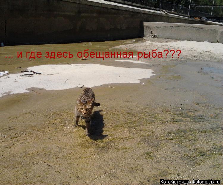 Котоматрица: ... и где здесь обещанная рыба???